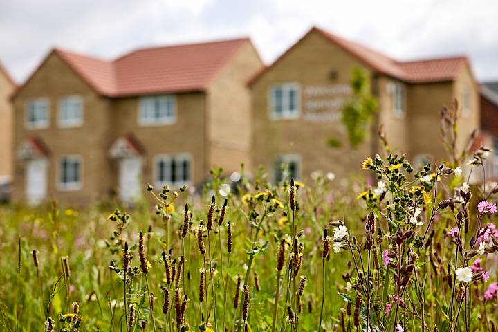 Suds basin and foliage at Gleeson development